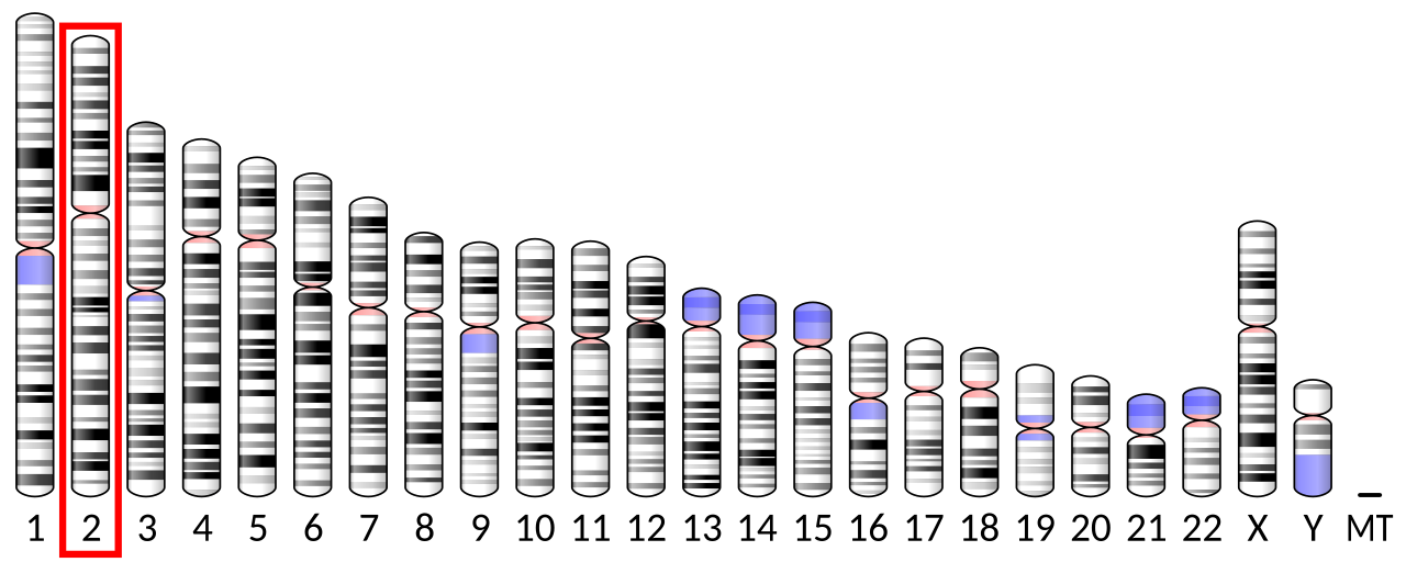 Ideogram human chromosome 2.svg