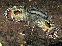 The Sunbittern will open its wings to display two large eye spots when threatened