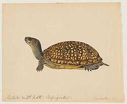 watercolor of a box turtle