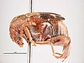 Callosobruchus analis