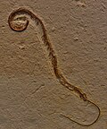 Tetrapodophis