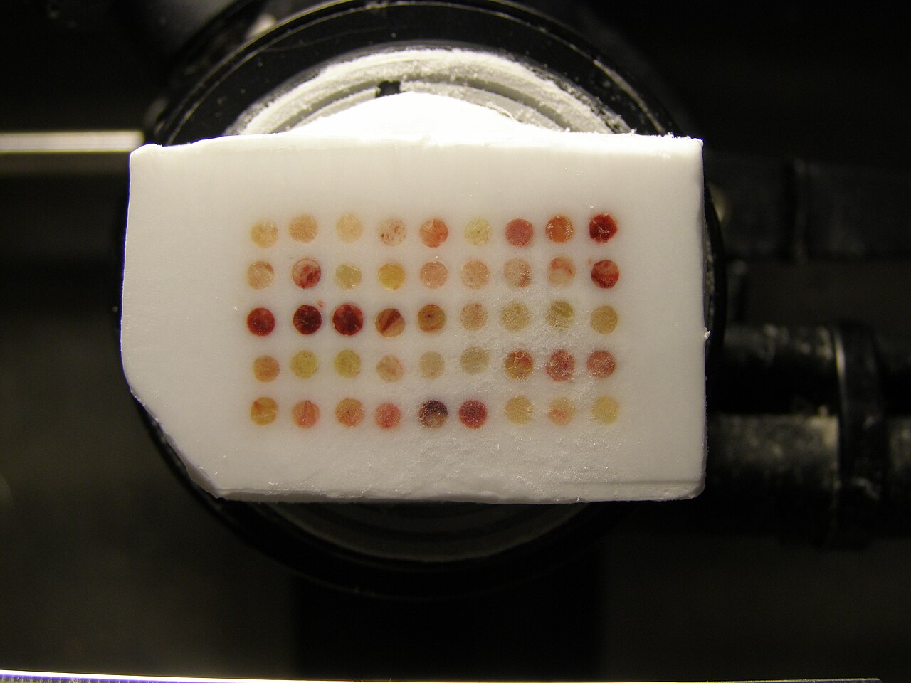 Frozen tissue array block.jpg