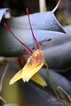 A yellow orchid with red spots