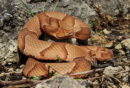 Eastern copperhead (Agkistrodon contortrix) Jefferson Co., Missouri (5 April 2015: 67 °F) were previously classified as "Osage copperhead" (Agkistrodon contortrix phaeogaster).