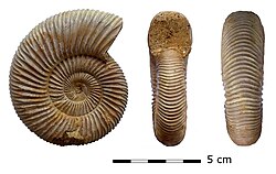 Perisphinctes virguloides