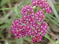 Yarrow (Achillea millefolium)