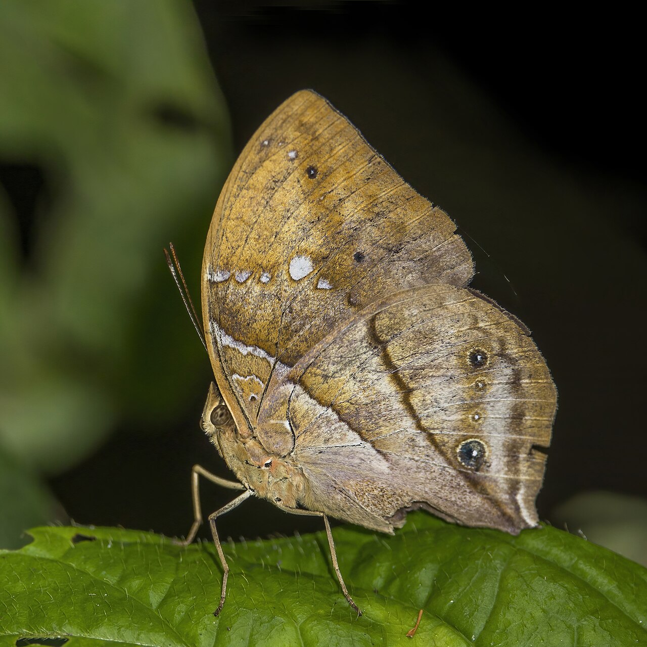 African leaf (Kallimoides rumia rumia) underside.jpg