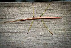 Brown insect with long green legs, first pair outstretched and appressed to the small head