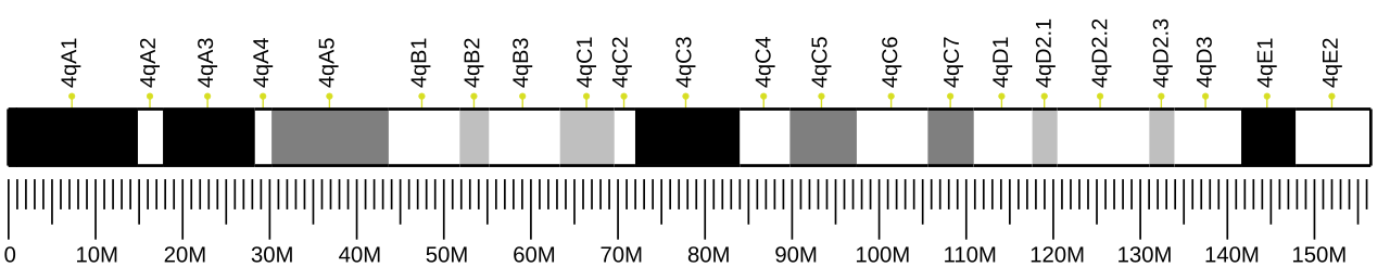 Ideogram of house mouse chromosome 4.svg