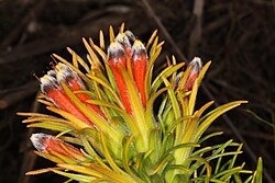 Close up of a plant with long orange flowers