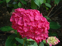 'Satinette'