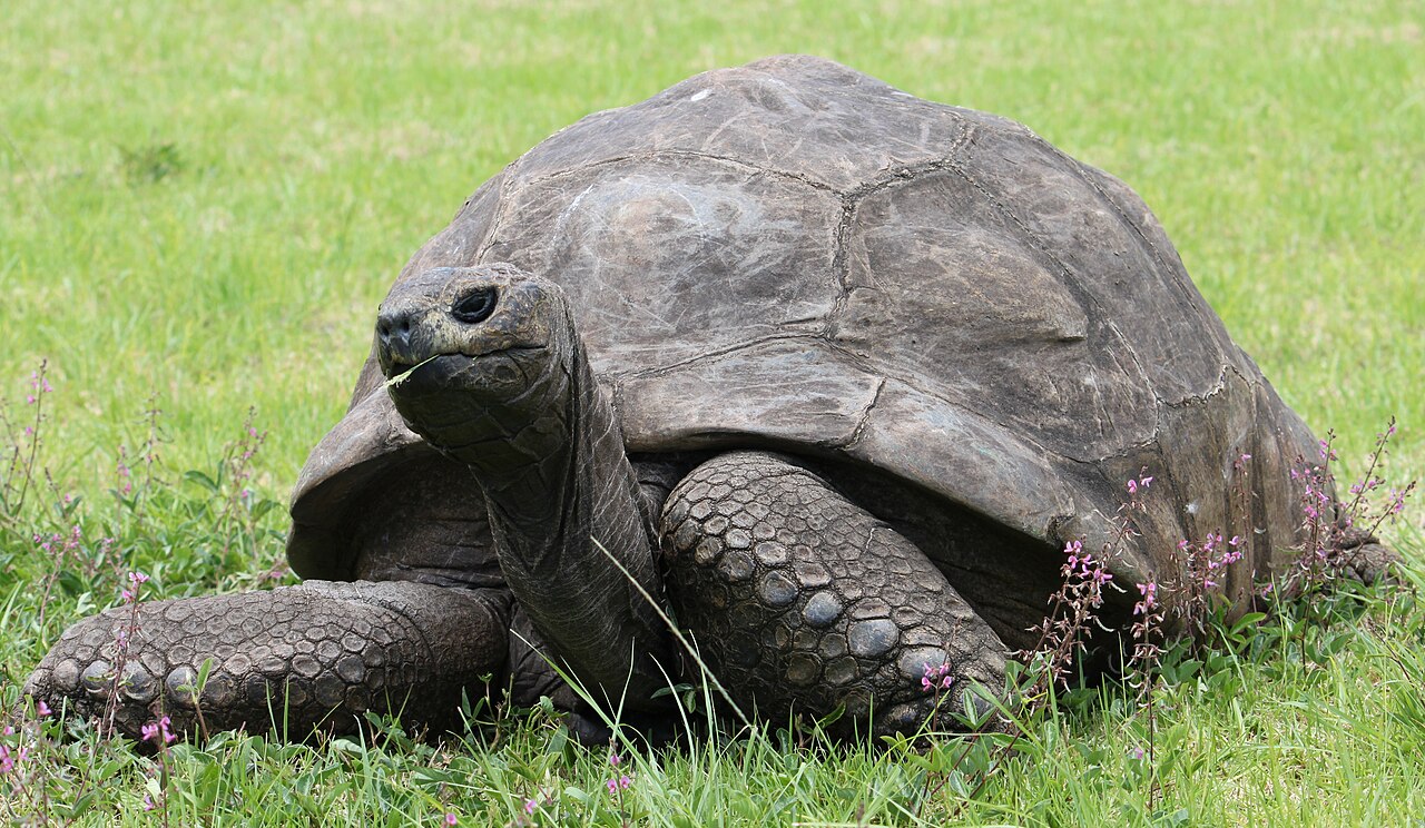 Jonathan Tortoise 2020.jpg
