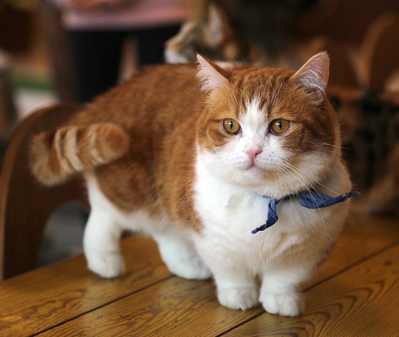 Munchkin cat 2 (cropped).jpg