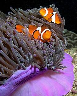 Anemonefish (Amphiprion ocellaris)