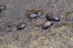 Five Physella acuta individuals on the mud, with a sixth partly visible at the edge of the frame