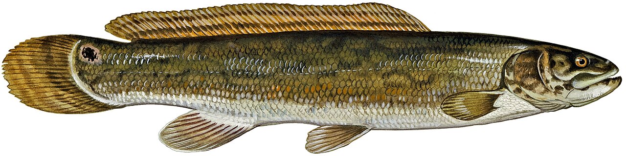 Amia calva (white background).jpg