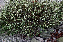 Salix (willow), Taymyr lowlands 24,000–10,300 YBP, Yakutia 22,500 YBP, Alaska and the Yukon 15,000-11,500 YBP