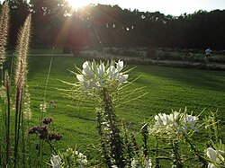 Bloom garden on the island II.