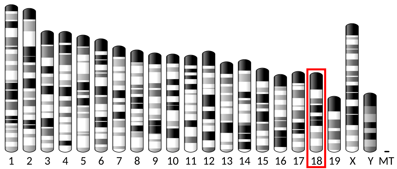 Ideogram house mouse chromosome 18.svg