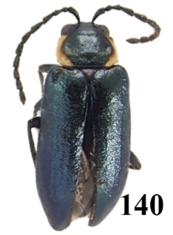 image of a beetle Halinella malachioides