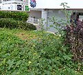 M. parviflora growing wild in Antalya, Turkey, demonstrating the large size it can grow to