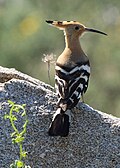 Eurasian hoopoe
