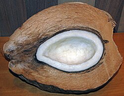 The niu kafa form of wild and Indo-Atlantic coconuts, possibly selected for more coir for houses and boats