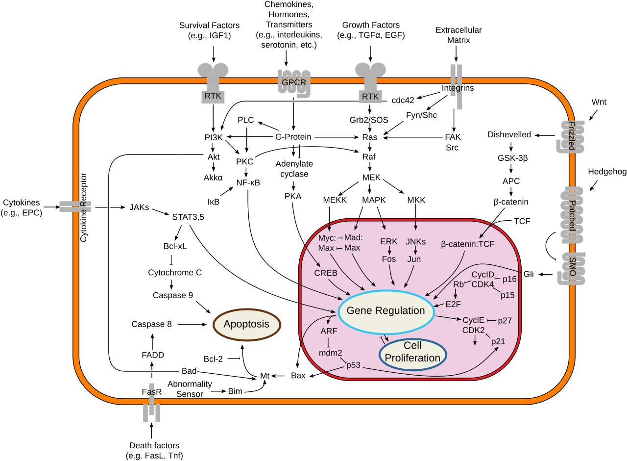 Signal transduction pathways.svg