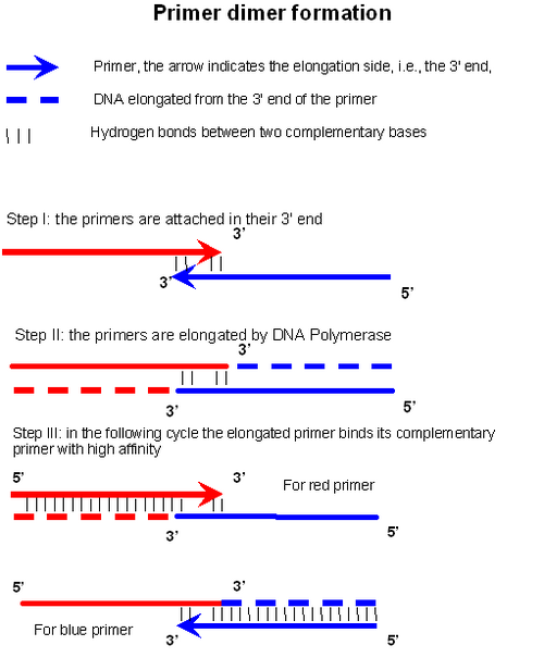 mechanism of primer dimer formation and amplification