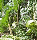 Swiss chard