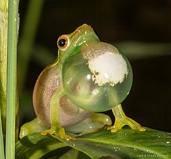 Hyperolius acuticeps Seldomseen