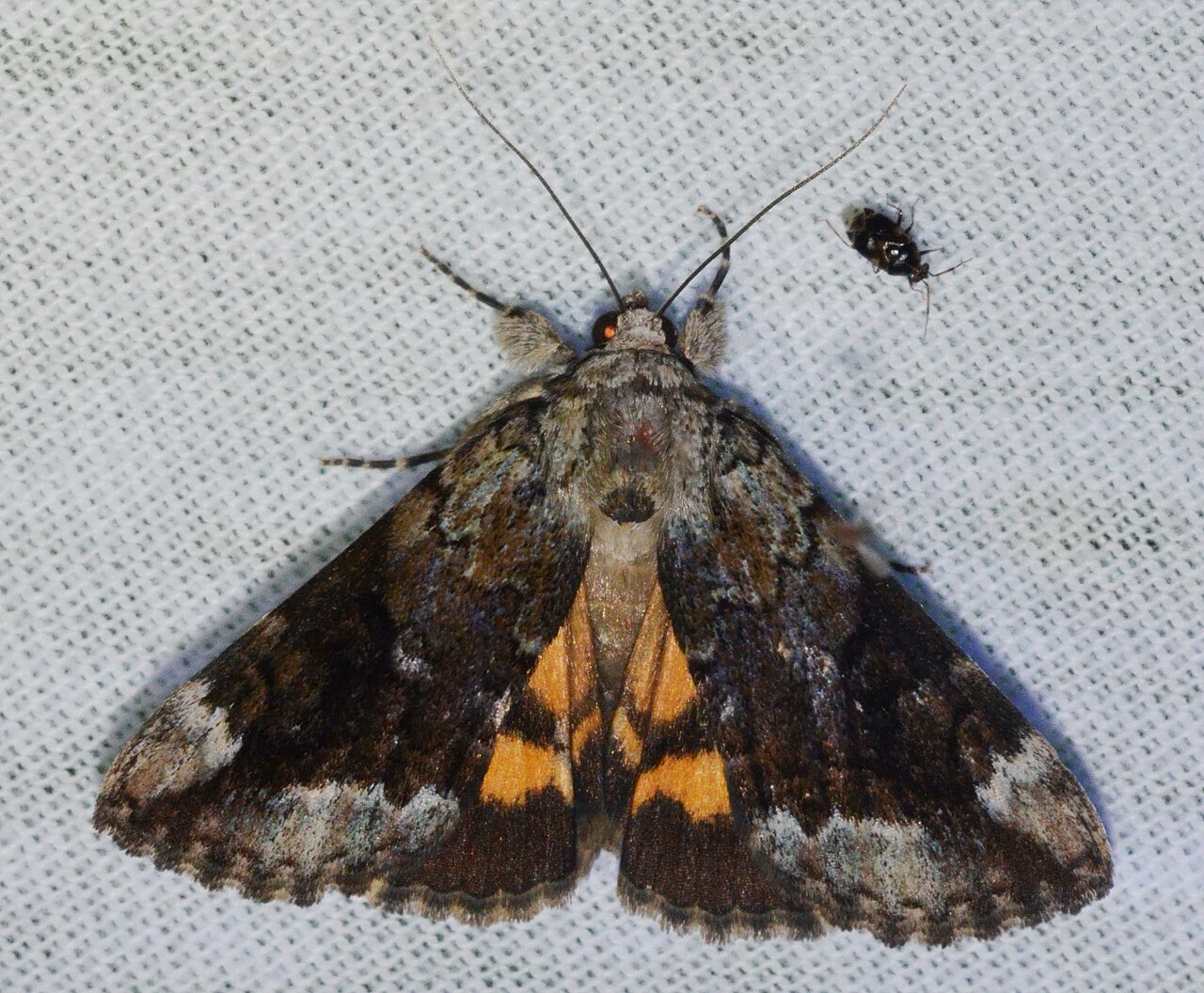 Catocala micronympha – Little Nymph Underwing Moth (another form, Paul Dennehy ID) (14447136875).jpg
