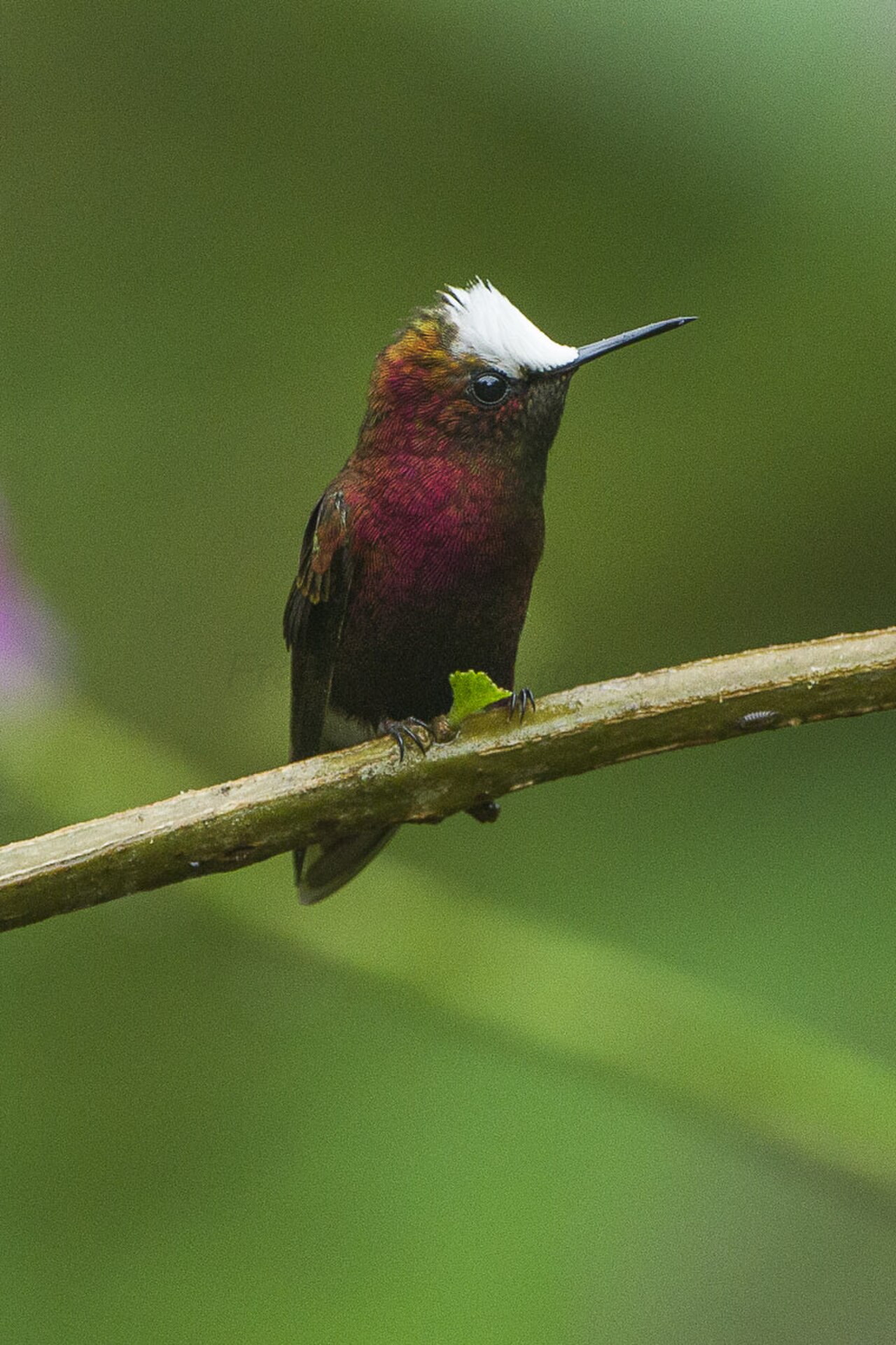 Snowcap - El Tapir - Costa Rica S4E0785 (26612171081).jpg