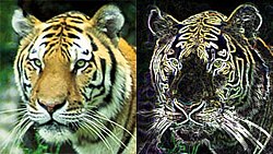 Find-Edges filter as implemented in Adobe Photoshop CS3