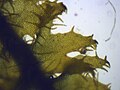 Magnified view of the stem of P. ciliare, showing the lateral leaves with deep lobing and marginal cilia.