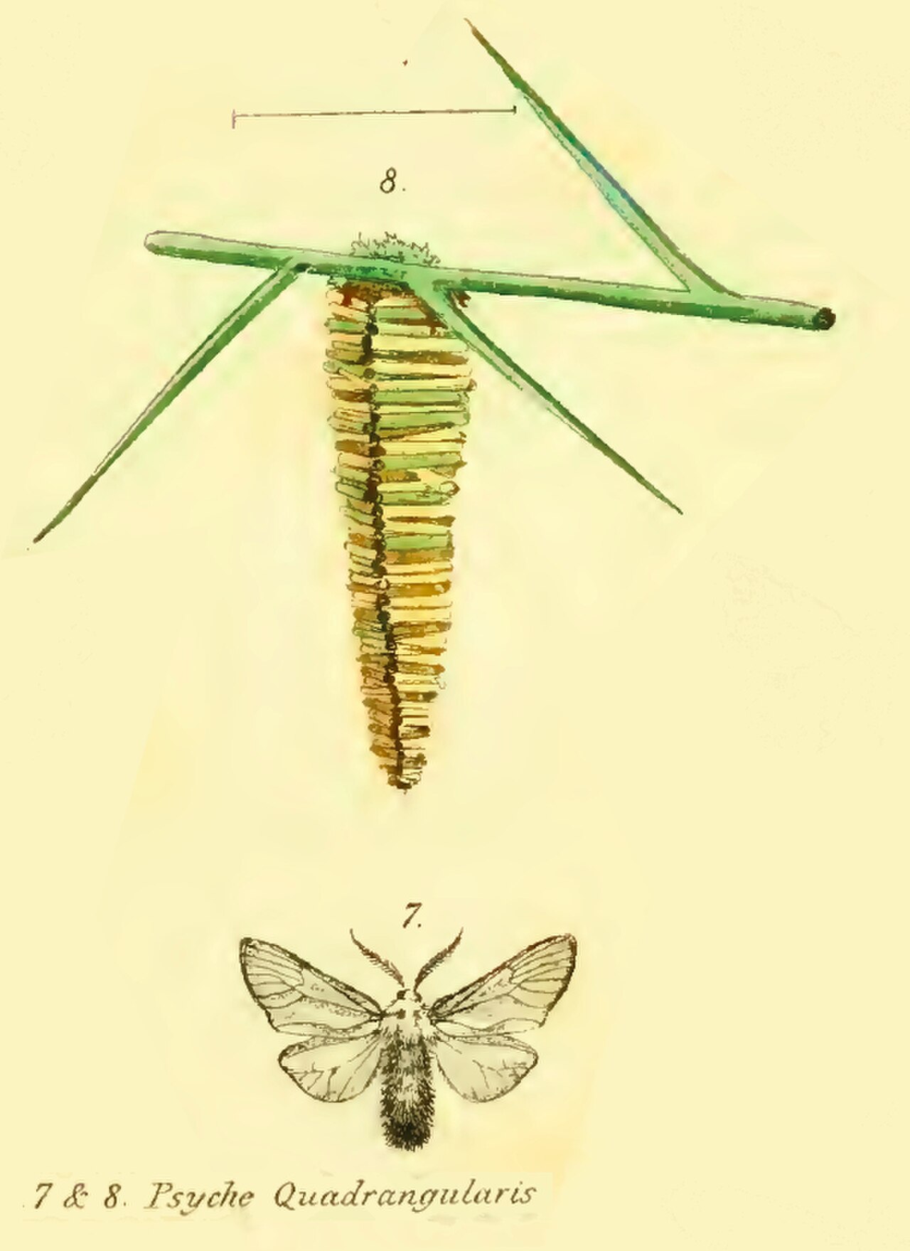 Psyche quadrangularis.jpg