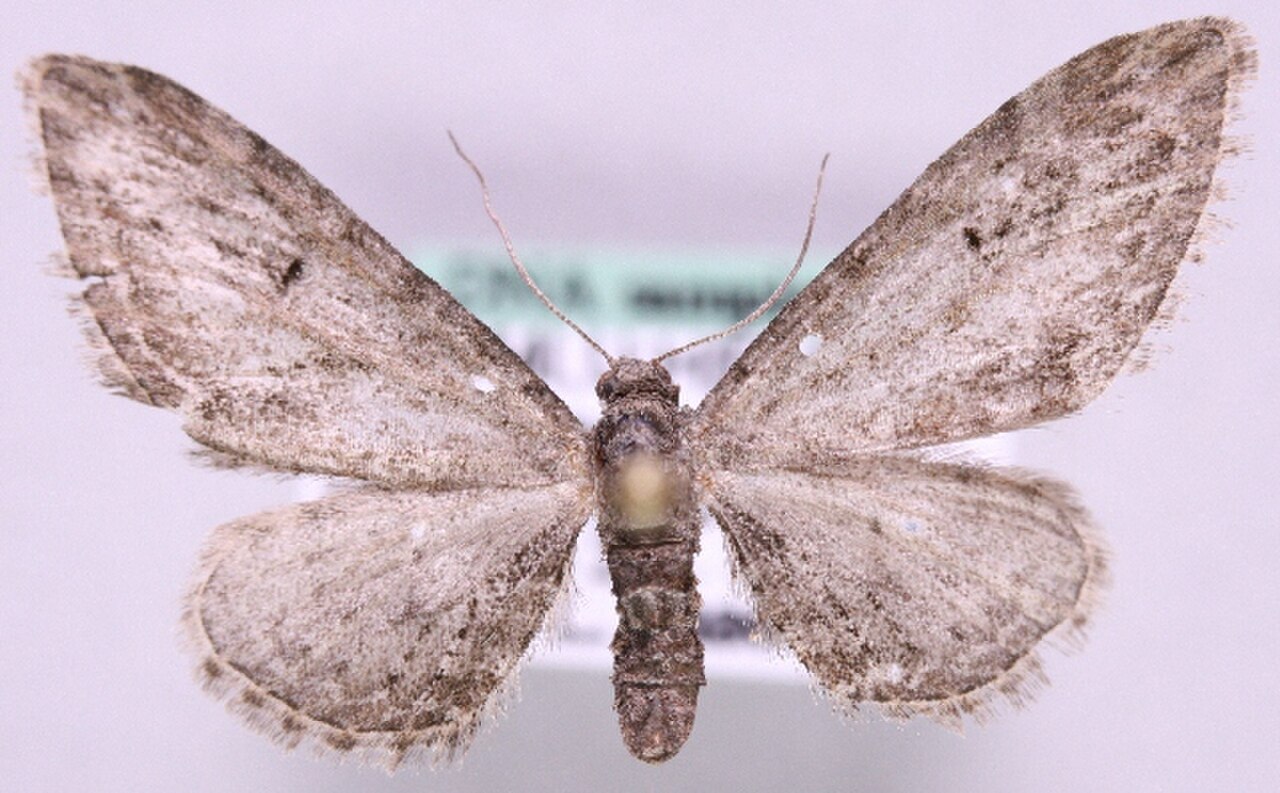 Eupithecia ochridata.jpg