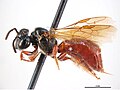 Exoneura bicincta