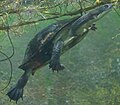 At the National Zoo in Washington, D.C., U.S.A.