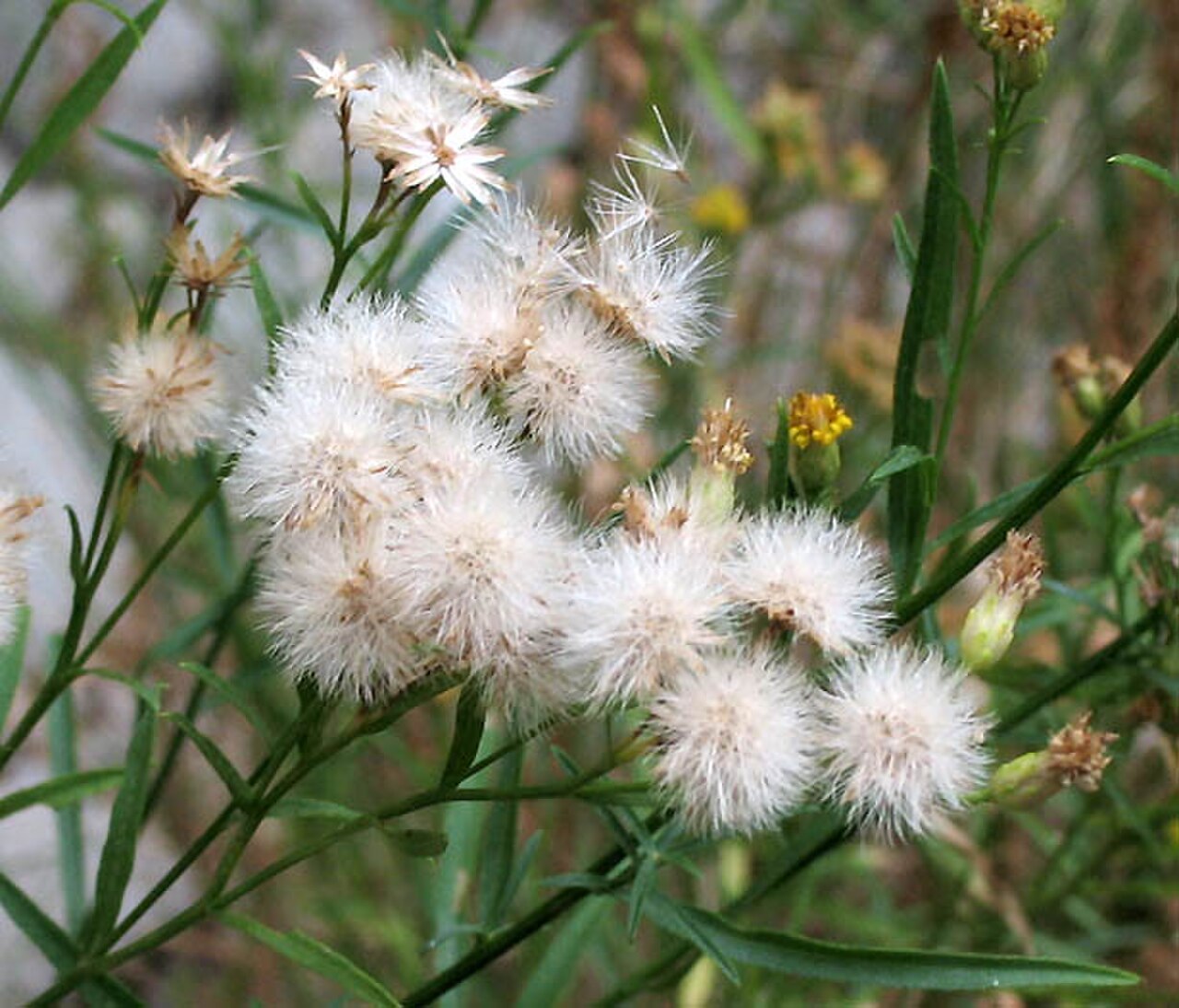 Baccharisplummerae.jpg