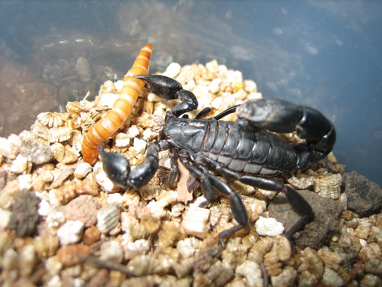 B.bonariensis.jpg