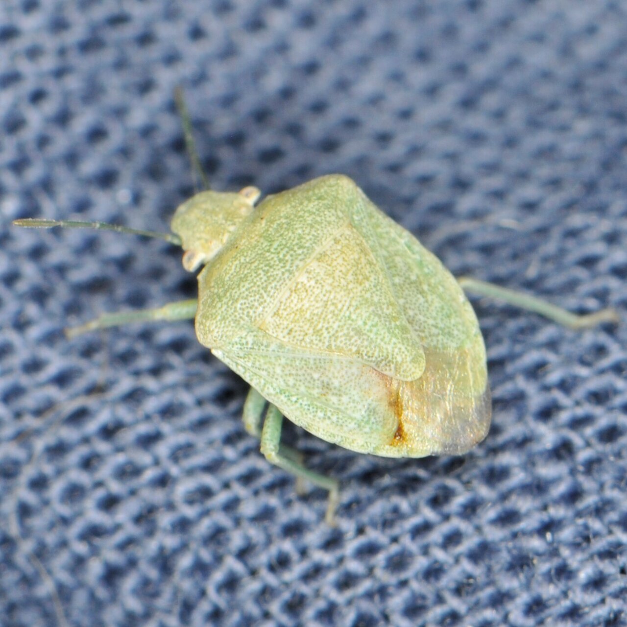 Tepa sp.jpg