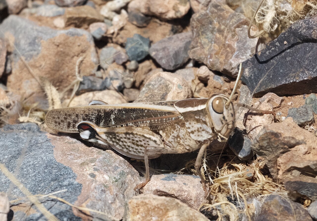 Acorypha pallidicornis - inat 573380825.jpg
