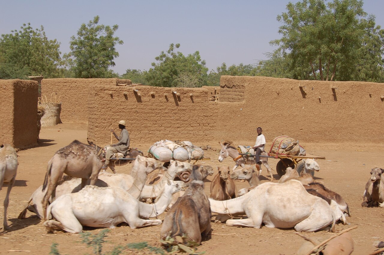 Diffa region resting camels mules road 2006.jpg