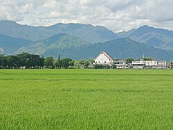 Paddy field in Polewali