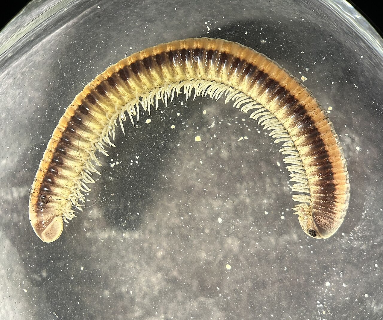 Spirobolellus immigrans in ethanol.jpg