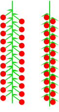 Catkin