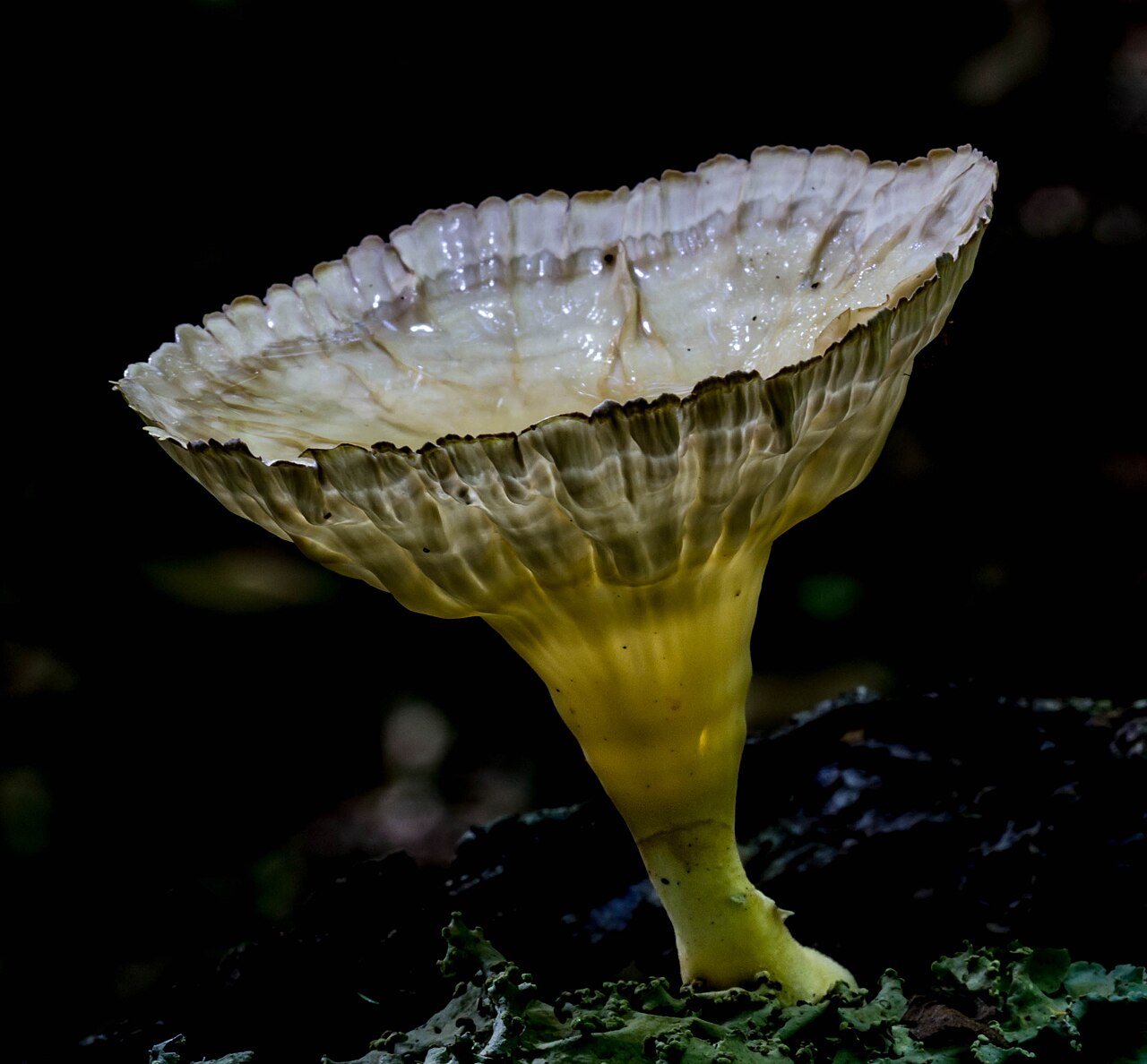 Cymatoderma caperatum 426938.jpg
