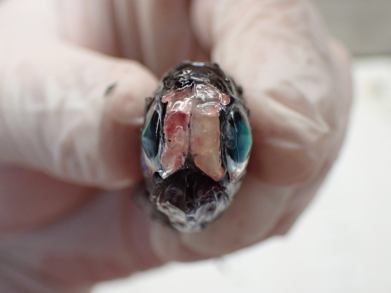 Diaphus effulgens headlights.jpg