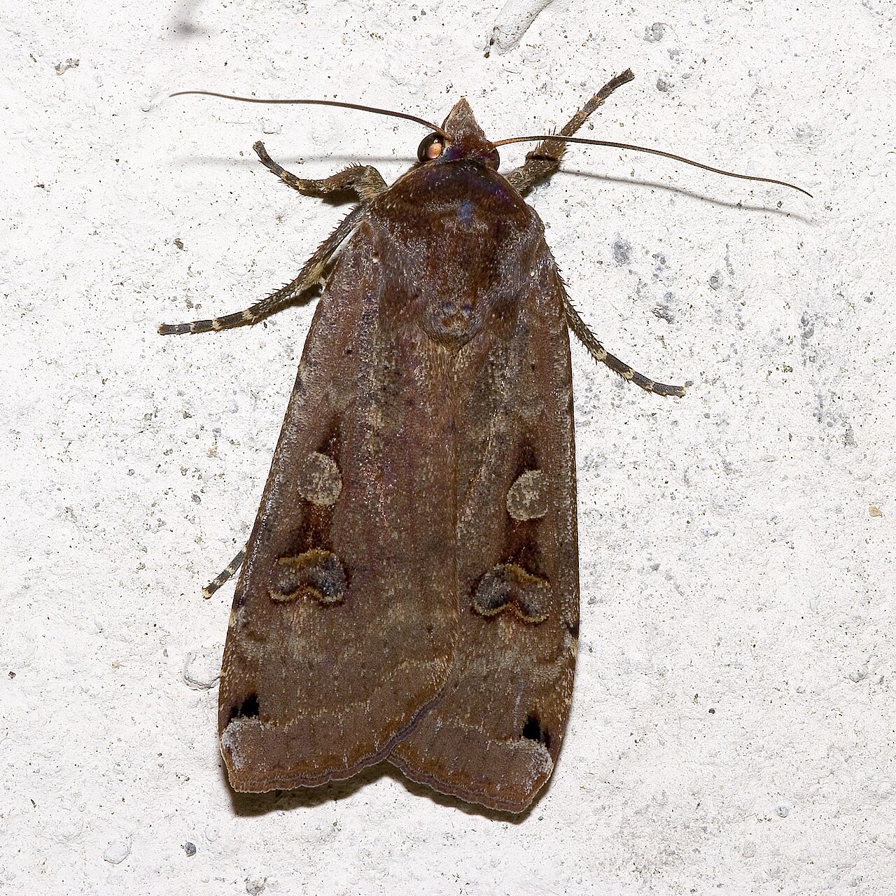 Noctua.pronuba.7199.jpg